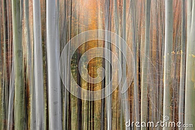 Abstract forest blur Stock Photo