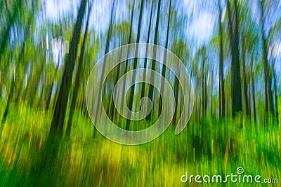 Abstract forest image pine forest from low angle view Stock Photo