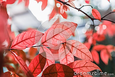 Abstract fresh new red leaves glowing in green forest focus , s Stock Photo