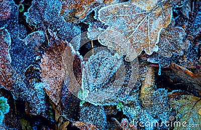 Abstract frozen leafage Stock Photo