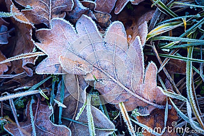 Abstract frozen oak leaf Stock Photo