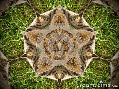 Abstract fur and grass mandala Stock Photo