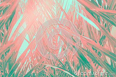 Abstract futuristic tropical background. Coppice of palm trees with long dangling spiky leaves pattern. Green teal pink gradient Stock Photo