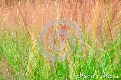 Abstract grass background Stock Photo