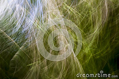 Abstract grass blur. Stock Photo