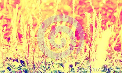 Abstract grass flower spring and summer nature background Stock Photo