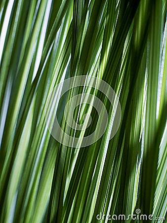 Abstract Grass Stock Photo