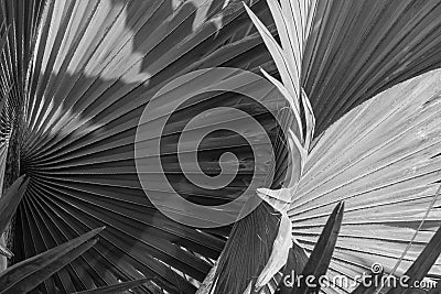 Abstract gray background of Bismarck palm leaf. Stock Photo