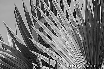 Abstract gray background of Bismarck palm leaf. Stock Photo