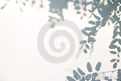 Abstract gray shadow background of natural leaves on white texture for background Stock Photo