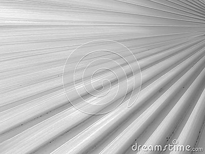 Abstract grayscale closeup of a palm leaf Stock Photo