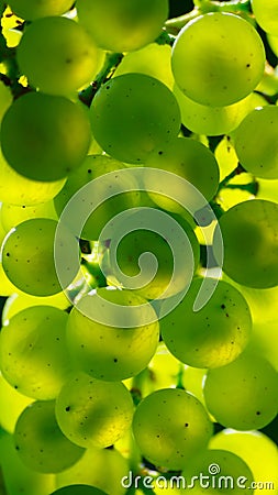 Abstract Green Grapes Stock Photo