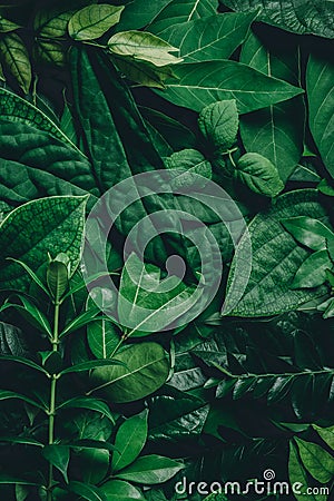 Abstract green leaf texture, nature background, tropical leaf Stock Photo