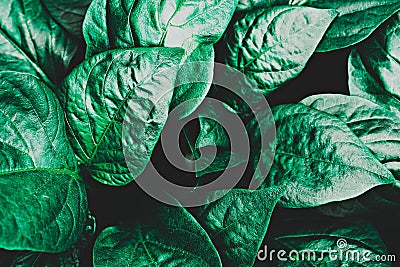 Abstract green leaves texture, nature background. neomint color Stock Photo