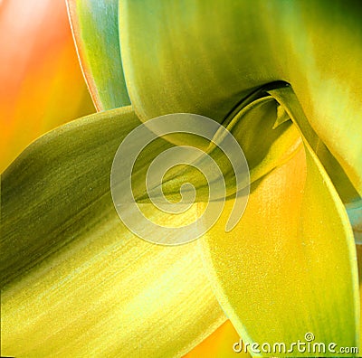 Abstract green macro leaf background Stock Photo