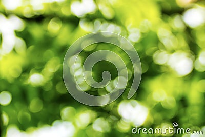 Abstract green nature background, selective focus Stock Photo