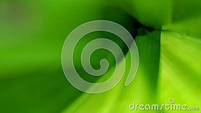 Abstract green nature background texture soft blurred. Stock Photo