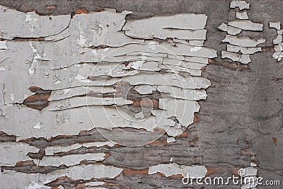 Abstract grunge background.Peeling old white paint on gray plywood Stock Photo