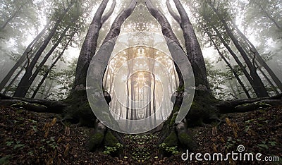 Abstract haunted mirrored forest Stock Photo