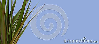 The abstract home decorative plant leaves against the pastel color background, copy space, wide web banners Stock Photo