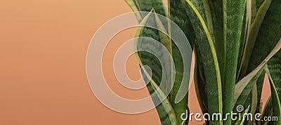 The abstract home decorative plant leaves against the pastel color background, copy space, wide web banners Stock Photo