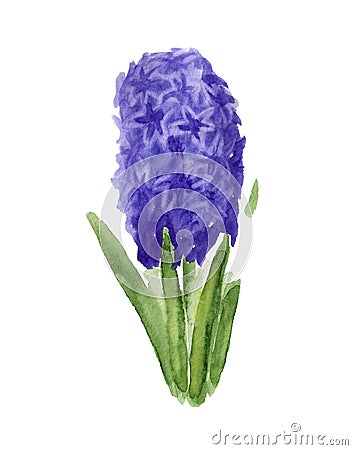 Abstract hyacinth flower Stock Photo