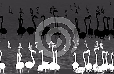 Abstract illustration of flamingo birds silhouettes against water background in black and white color. Cartoon Illustration