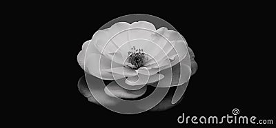 Abstract illustration of an isolated white rose flower bloom on black background photo. Suitable for wallpaper, book cover. Cartoon Illustration