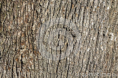 Old Rough Tree Bark Texture Stock Photo