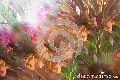 Abstract image of flowers in the park Stock Photo