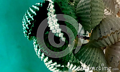 Dangling Shells in c green color image texture. Stock Photo