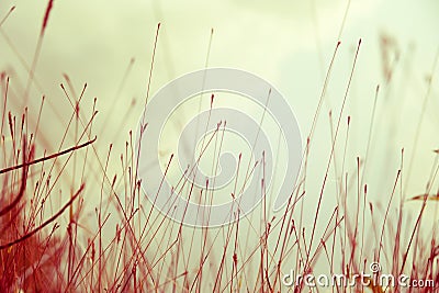 Abstract image of leaves Stock Photo