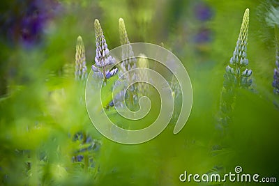 Abstract image of lupin in the spring Stock Photo