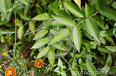 Abstract image of Rubus rosaefolius Miao miao leaves in the garden Stock Photo