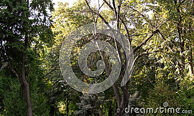 Abstract image of a withering tree surrounded by lush trees creating the illusion that its heathly Stock Photo