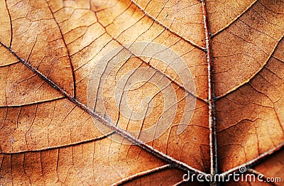 Abstract leaf texture Stock Photo