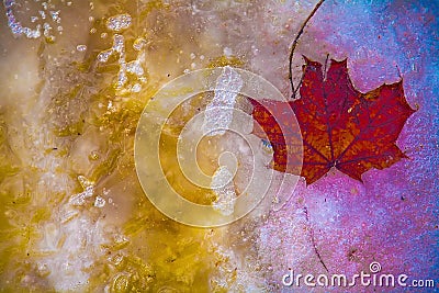 Abstract, leaf from a tree in a colorful frozen Stock Photo