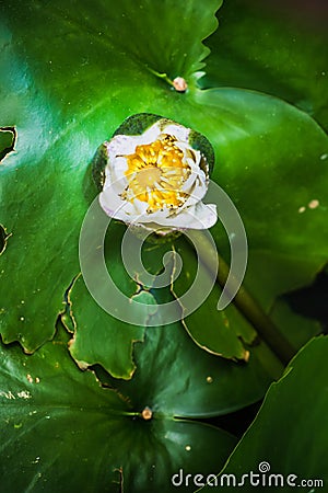 Abstract lotus flower blossoming, light focus on flower Stock Photo