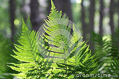 Abstract lush forest green fern branches Stock Photo