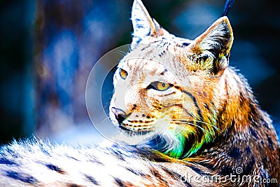 Abstract lynx portrait Stock Photo