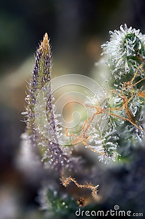 Cannabis bud macro with visible thc glands aka trichomes Stock Photo