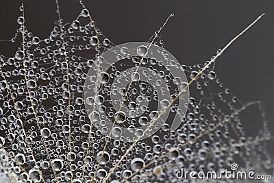 Abstract macro photo of a dandelion with water drops on a black background. Rain drops on a spider web. Stock Photo