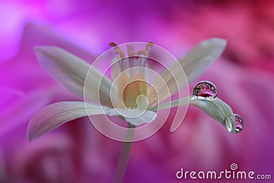 Beautiful Nature Background.Artistic Violet Wallpaper.Natural Macro Photography.Spring,white flower.Floral Art.Purity,water,light Stock Photo