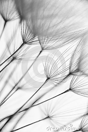 Abstract macro photo of plant seeds. Black and white Stock Photo