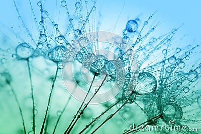 Abstract macro photo of plant seeds with water Stock Photo