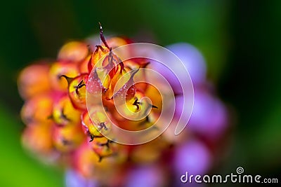 Abstract macro photo of orange, purple and pink flower Stock Photo