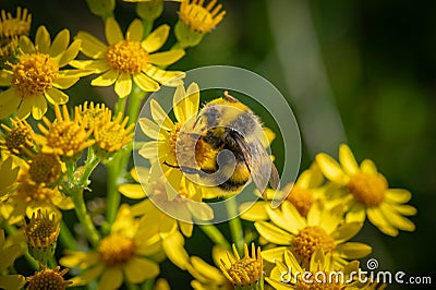Bumble bee feeding on yellow ragwort flowers Stock Photo