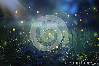 Abstract and magical image of Firefly flying in the night forest. Fairy tale concept. Stock Photo