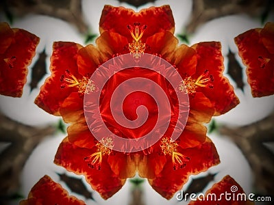 Abstract mandala background flowers Stock Photo