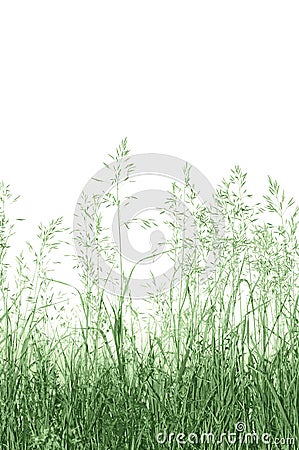 Abstract Meadow Grass Background, Large Detailed Isolated Macro Vertical Closeup Copy Space Stock Photo